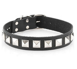 Single Strap Studded Collar